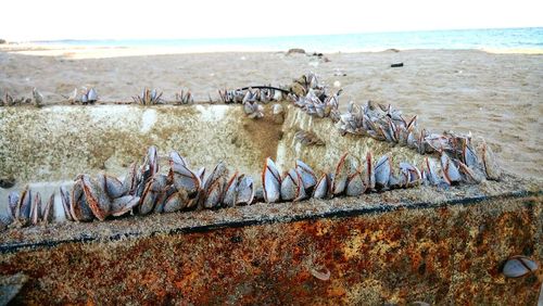 Close-up of starfish on beach against sky