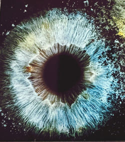human eye