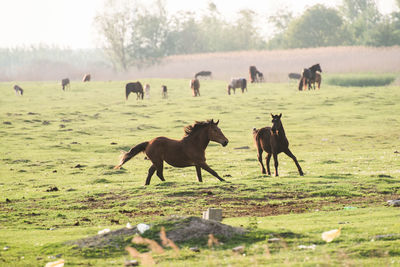 Horses in a field