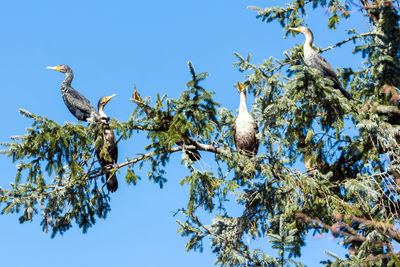 Low angle view of birds perching on tree against clear blue sky