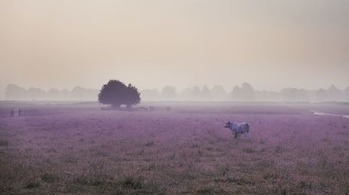 Tree in open field