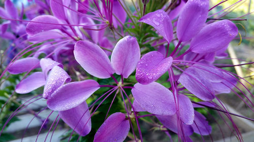 Close-up of pink flowers