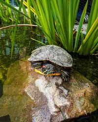 View of turtle on rock by lake