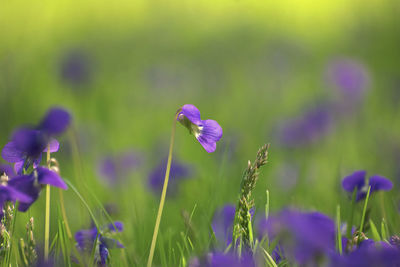 Close-up of purple crocus flowers on field