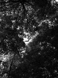 Low angle view of trees in forest