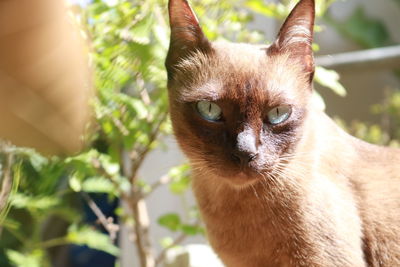 Close-up of a cat