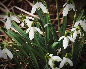 Close-up of white flowering plants on field