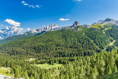 Panoramic view of pine trees against sky