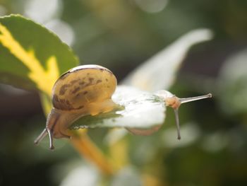 Close-up of snail on plant