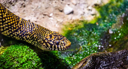 Close-up of lizard on rock