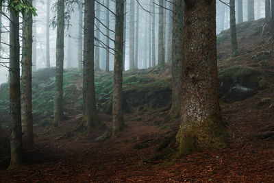 Trees in forest