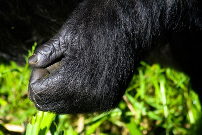 Close-up of a monkey