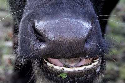 Close-up of an animal