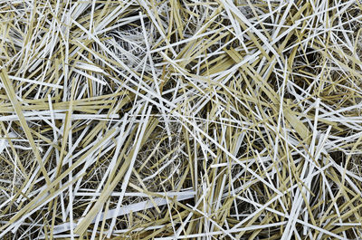 Full frame shot of dry plants