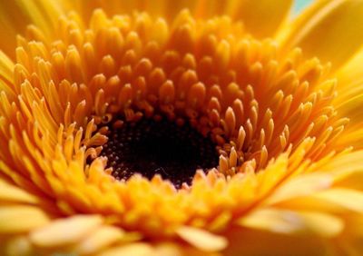 Close-up of yellow flower