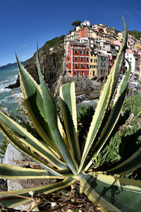 Close-up of succulent plant against buildings in city