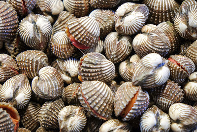 Close up image of fresh cockle 