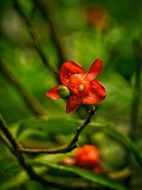 Close-up of red flowers