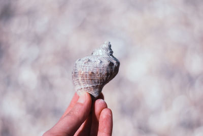 Close-up of hand holding animal shell