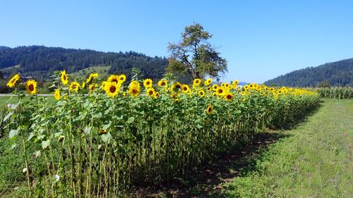 Scenic view of sunflower field against clear sky