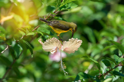 Close-up of hummingbird perching on flower