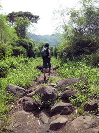 Rear view of man walking in forest