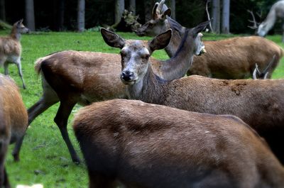 Deer in a field