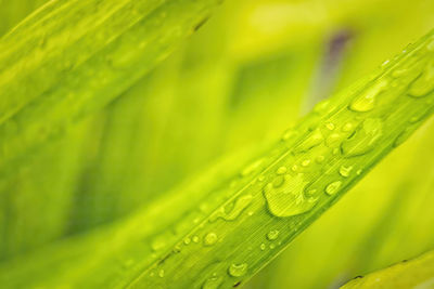 Close-up of wet green leaves during rainy season