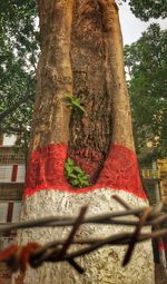 Low angle view of tree trunk