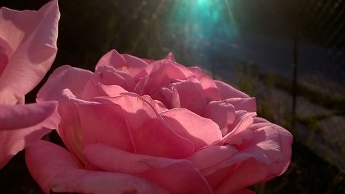 Close-up of pink rose