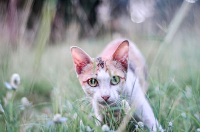 Portrait of a cat on field