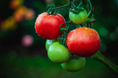 Close-up of cherries on plant
