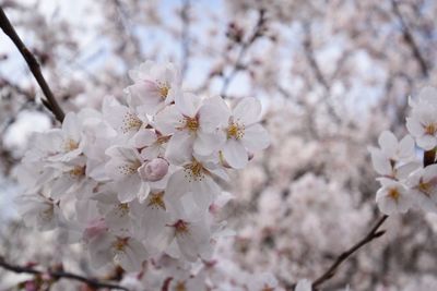 Close-up of cherry blossom