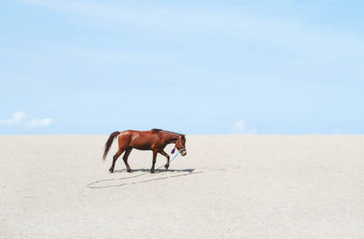 Horse on sand at desert against sky