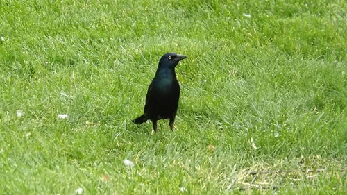 Birds on grassy field