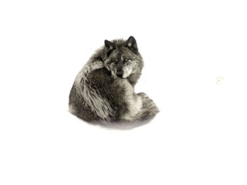 Close-up of dog against white background