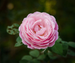 Close-up of pink rose