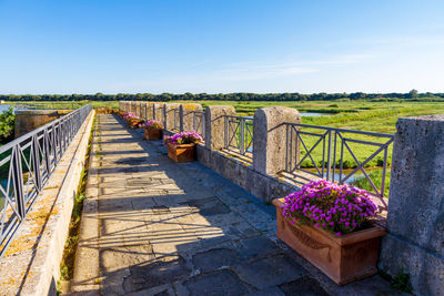 Footpath amidst flowering plants against sky