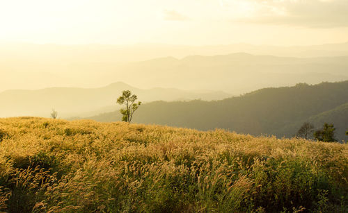 Scenic view of field against sky during sunset