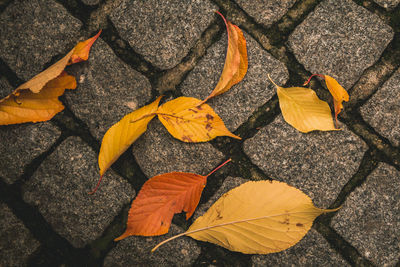 High angle view of dry leaves on road