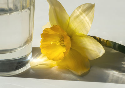 Close-up of yellow rose on glass table