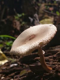 Close-up of mushroom on field in forest