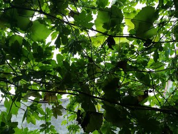 Low angle view of a tree