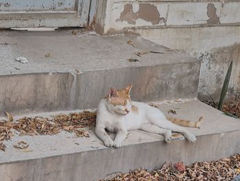 Portrait of cat relaxing against wall