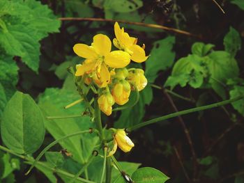 Close-up of yellow flower