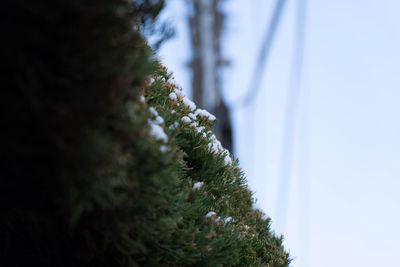 Close-up of tree in snow