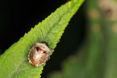 Close-up of insect on plant