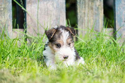 Cute puppy on grass