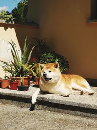 Portrait of dog relaxing in yard