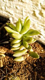 Close-up of plant